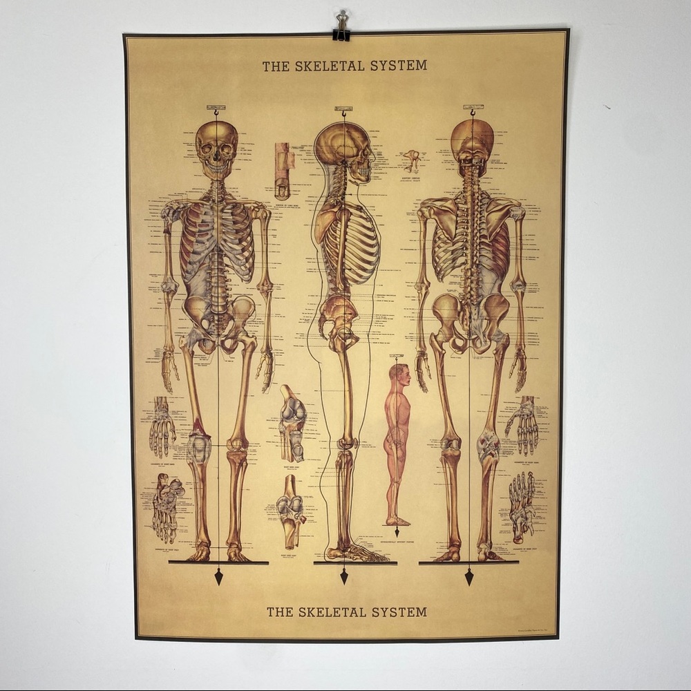 Cavallini The Skeletal System 20” x 28” Poster
